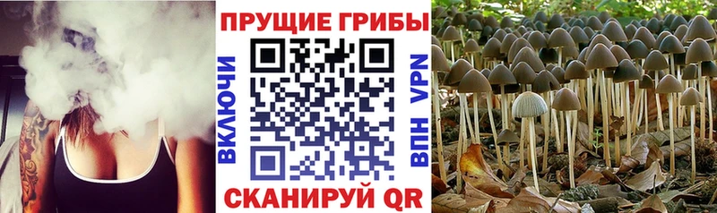 хочу   Разумное  Псилоцибиновые грибы Psilocybe 
